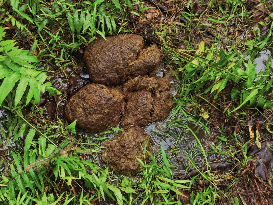 Elephant Dung Elephant Dung