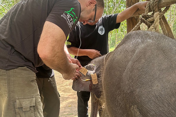 Help save Sumatra’s injured elephants