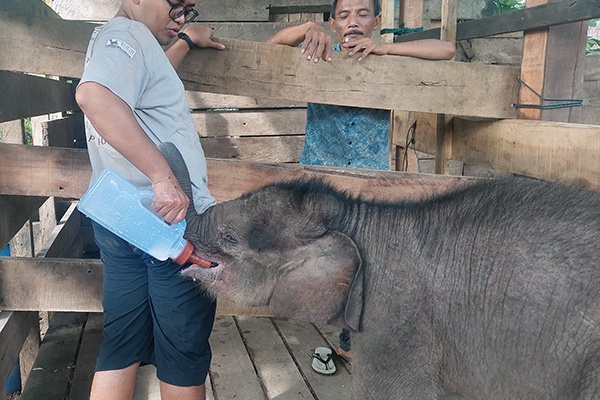 Help Elephants like Baby Panton