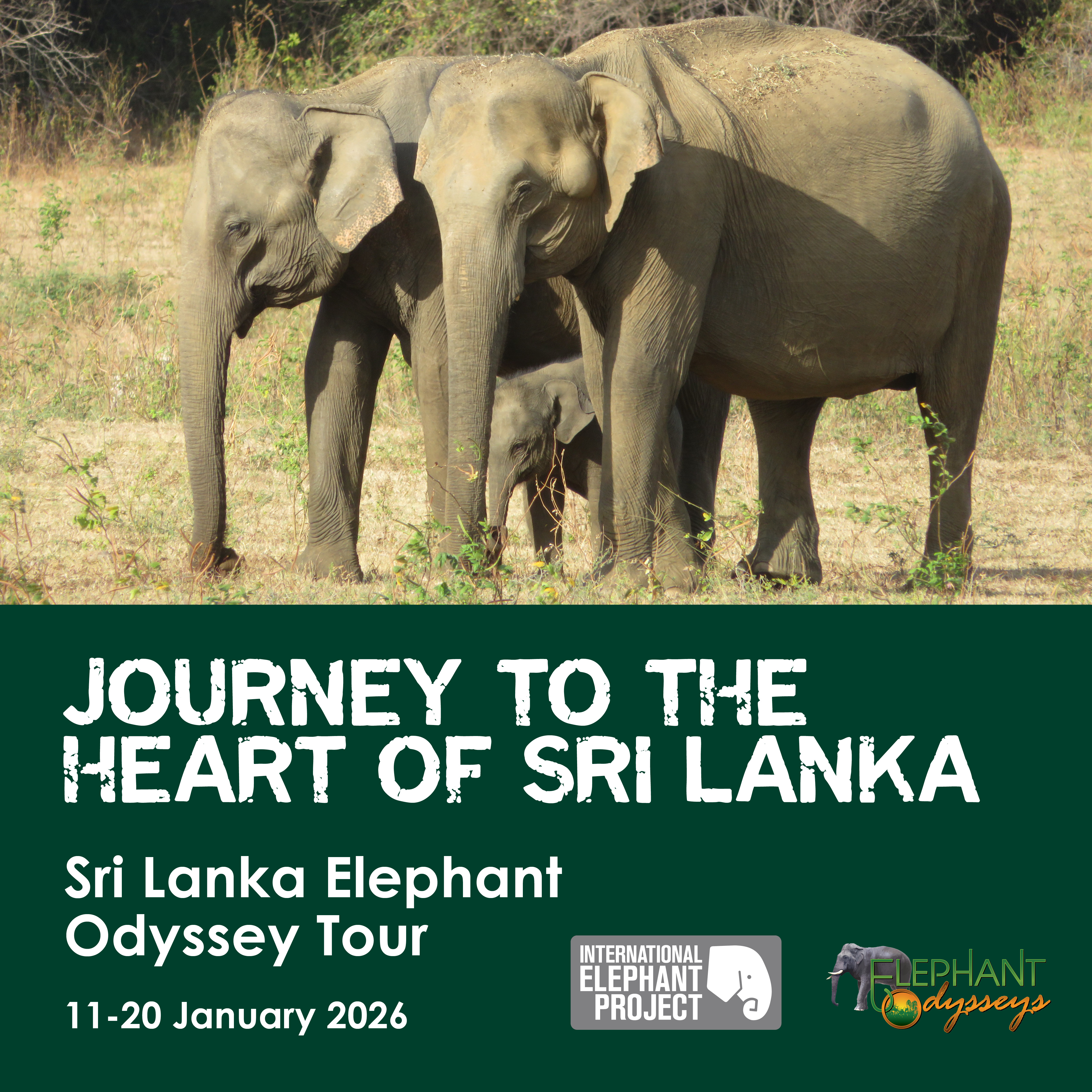 SRI LANKA ELEPHANT TOUR | 11-20 JANUARY 2026